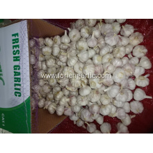 Hot Sale 2020 Normal White Garlic